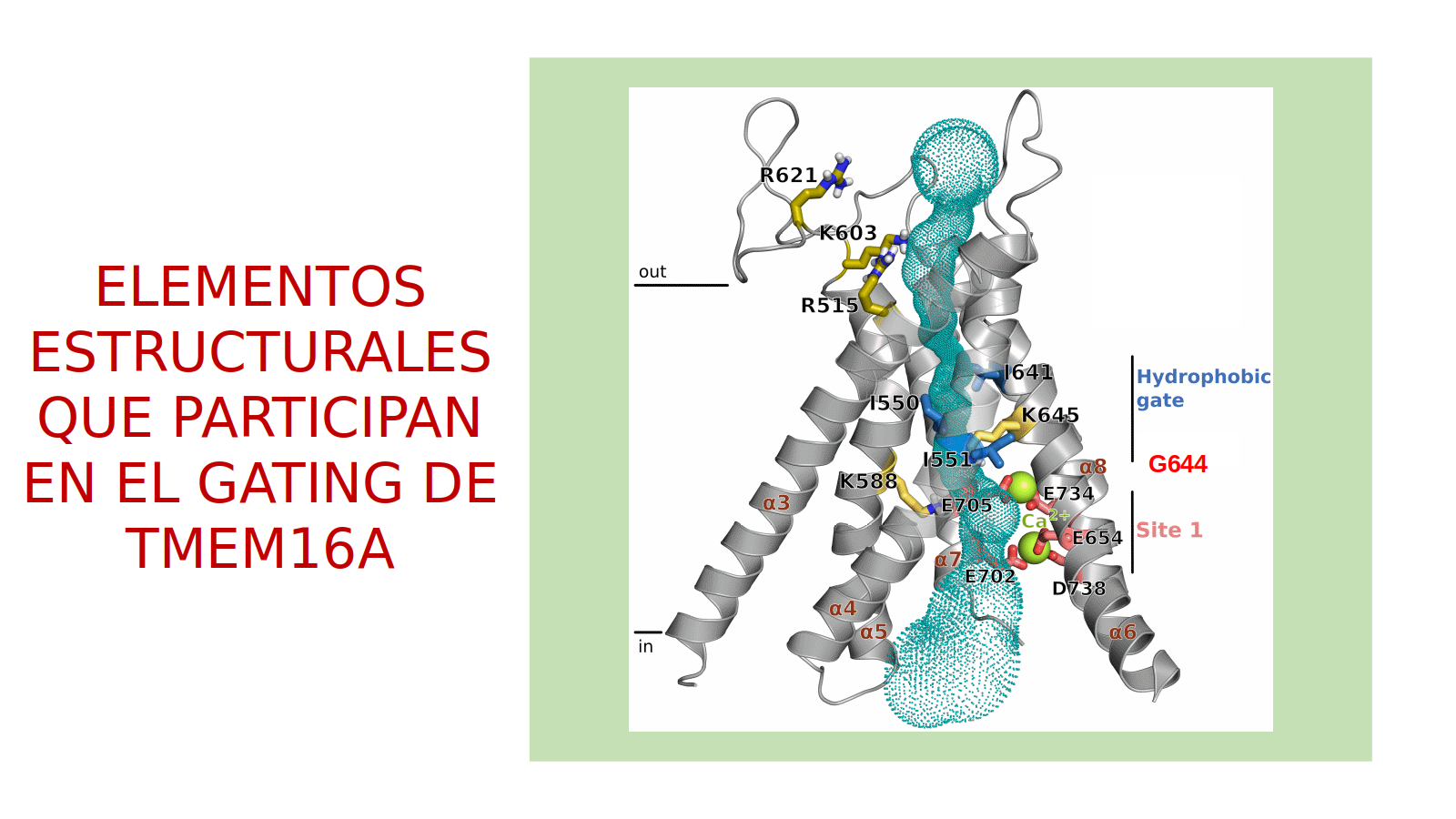 Elementos de TMEM16A