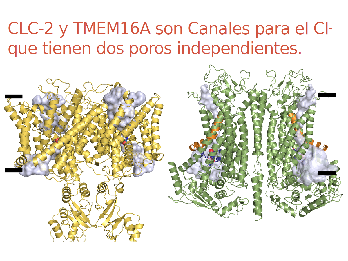 Estructura CLC